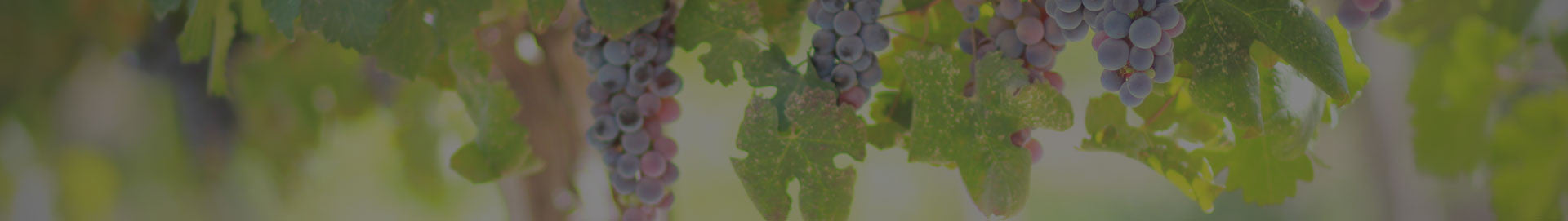Banner-header
